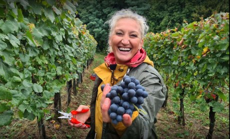 OPG Šoštar_berba_grožđe